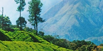 CR5KM3 Tea plantations, Nilgiri Hills, Ooty, Tamil Nadu, India, Asia