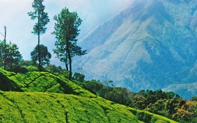 CR5KM3 Tea plantations, Nilgiri Hills, Ooty, Tamil Nadu, India, Asia